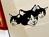 Chat Kitty Funny Animals Hobby Drift Funny voiture pare-chocs fenêtre Funny en vinyle Van pour ordinateur portable Love Heart Decor ...