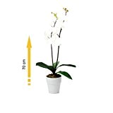 Composition artificielle Orchidée blanc pur 2 tiges 70cm