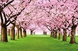 Papier peint qui montre des cerisiers -Forêt avec des cerisiers – Image murale du Printemps de couleur rose pâle – ...