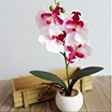 Vovotrade Orchidée de Papillon Plante de Viande Plante Florale de Bonsaï Disposition d'accessoires Quatre (blanc)