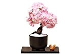 YIJIA 80pcs/4 PaquetGraine de Cerisier Japonais Rose Graines D'arbres de Cerisier